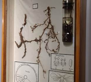 Die Reblaus im Museum Barockscheune