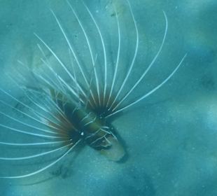 Feuerfisch Hotel Prima Life Makadi Bay