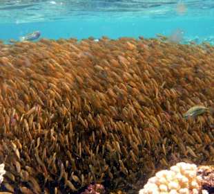 Riff Gorgonia 