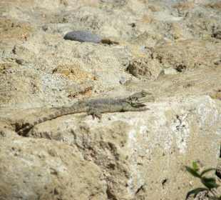 Lizzard on fortress wall