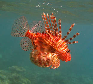 Underwater - lion fish over the Swisscare reef