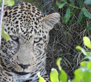 Der Nachdenkliche...