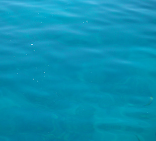 D. gr. Fische waren als Schwarm dicht am Boot 