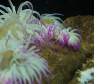 CretAquarium