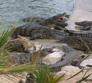 Ausflug zur Krokodilfarm
