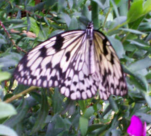 Ein Bewohner des Schmetterlingshauses