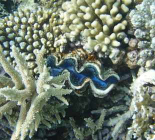 Wunderschöne Unterwasserwelt