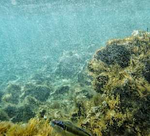 Schnorcheln Ayia Napa/Agia Napa