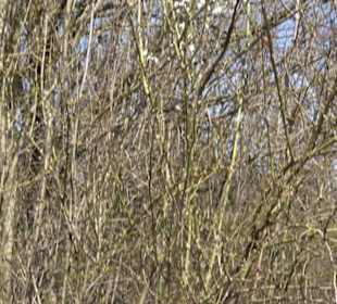 Wildrosenlehrpfad