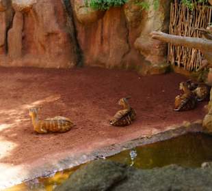 Schöner Zoo in Fuengirola