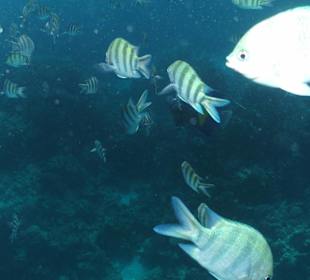 Viele Fische am Boot (Soldatenfische)