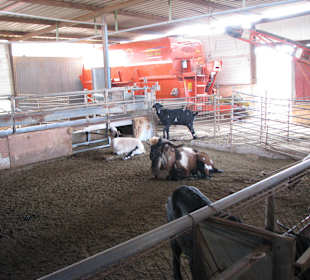 Ziegen und Ziegenbock