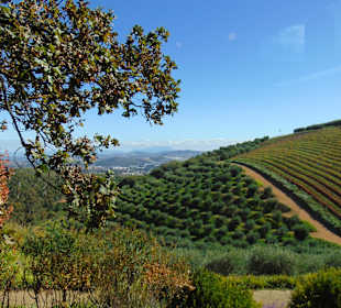 Weingut Tokara in Stellenbosch