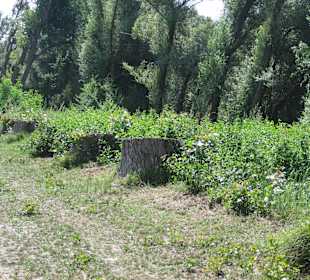 Gefällte Pappeln am Rhein in Germersheim