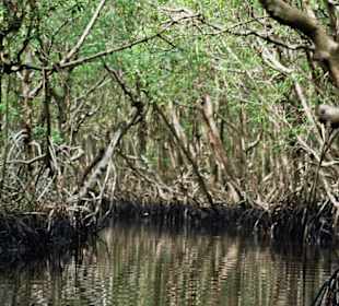 Fahrt in die Everglades