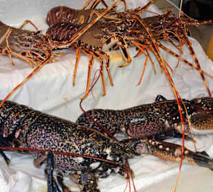 Rundgang zwischen den Auslagen des Mercato Civico