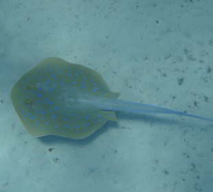 Blaupunktrochen am Hausriff