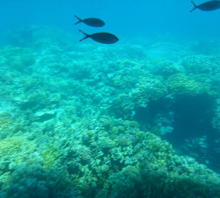 Schnorcheln Hausriff Tulip Resort Marsa Alam