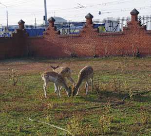 В Белгородском зоопарке