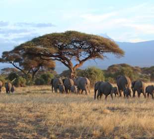 Amboseli