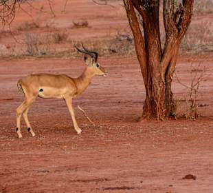 Antilope im Tsavo West