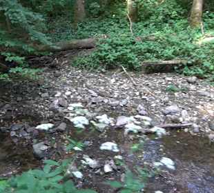 Rundwanderung Klingenbachtal - Sulzbachsee