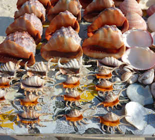 Tourguides Eddy Murphy