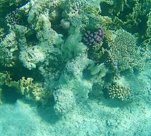 Schnorcheln Hurghada