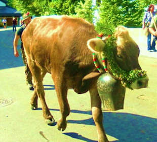 Alpabtrieb / Mellau / Vorarlberg Österreich