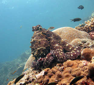 Common Octopus