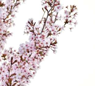 Rombergpark Dortmund