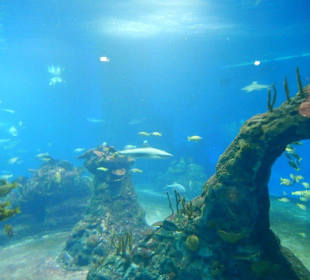 Afrykarium