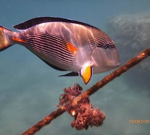 Vom Hausriff fotografiert