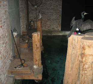 Versch. Meeresbewohner