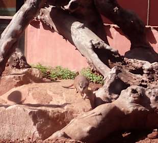 ZOO José Cruz Conde