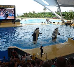 Loro- Parque/ Orca Show