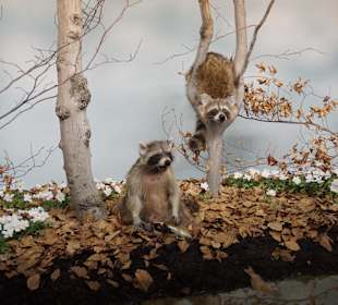 Vogel-und Jagdtierkunde