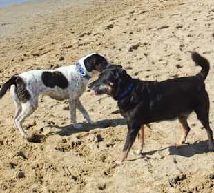 Hundestrand in Bibione