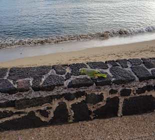 Strandpromenade Playa Blanca de Yaiza