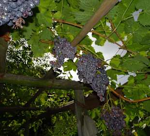 Im Weingarten von Schloss Trauttmansdorff