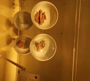 Экспонат исторического музея Шарджи