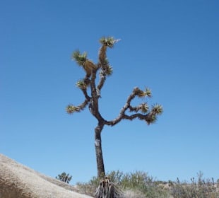 Ein einsamer Joshua Tree