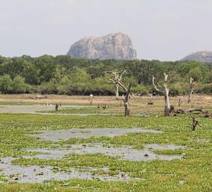 Seenlandschaft im Park.