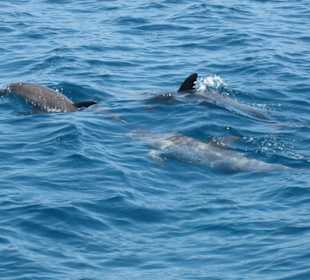 Da sind sie... Delphine!