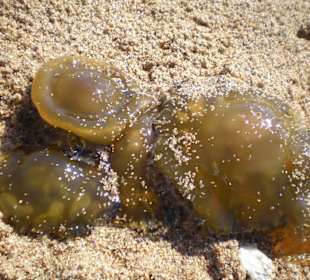 Quallenplage am Strand
