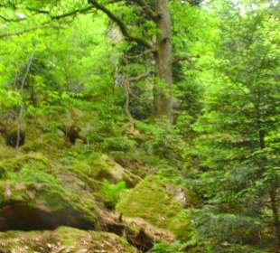 Abwechslungsreiche Landschaft