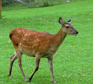 Tier im Wildpark