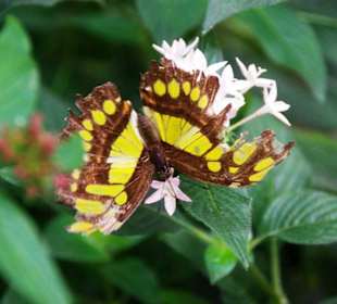 Schmetterlingshaus Klasse oder