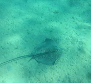 Hausriff - iPhone 5 im DiCAPac Plastik Case