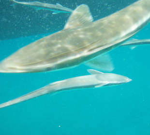 Schnorcheln bei Luxury Sailing Trip